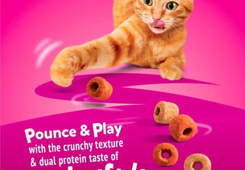 Best Practices for Cat Care: Ensuring a Happy, Healthy Feline.