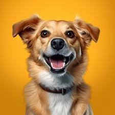 Dogs