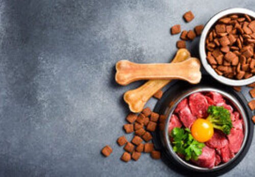 How to Choose the Best Food for Your Puppy: A Guide to Healthy Beginnings.