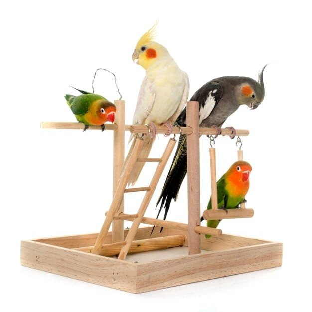 Birds